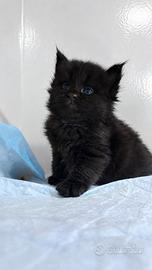 Cuccioli Maine Coon con Pedigree