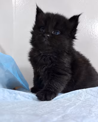 Cuccioli Maine Coon con Pedigree