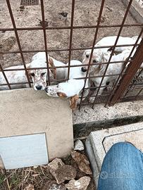 Cuccioli di Setter Inglese