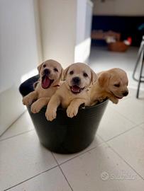 Cucciole Labrador Miele
