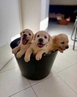 Cucciole Labrador Miele