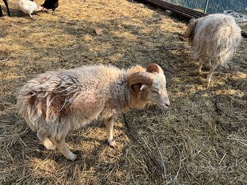 Pecore nane ouessant