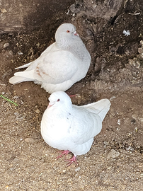 Coppia piccioni texani e galline marans