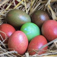 Uova di gallina