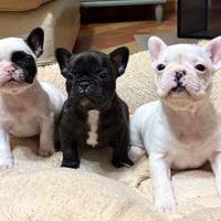 Cuccioli di bulldog francese
