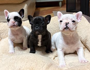 Cuccioli di bulldog francese