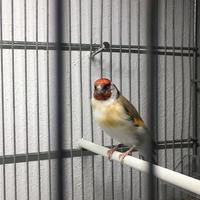 Cardellino Mayor unghie bianche