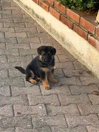 Cuccioli di Pastore Tedesco