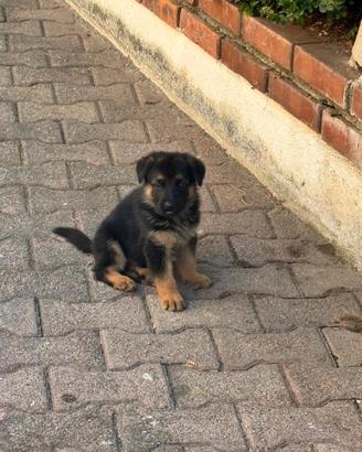 Cuccioli di Pastore Tedesco