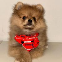 Spitz di Pomerania toy