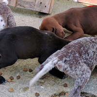 Cuccioli cani da caccia bracco tedesco setter tric