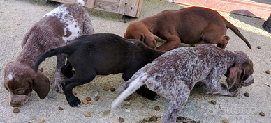 Cuccioli cani da caccia bracco tedesco setter tric