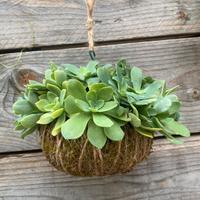 Kokedama Di Semprevivo