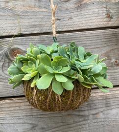 Kokedama Di Semprevivo