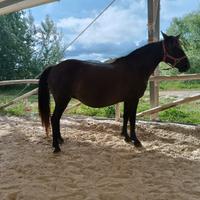 Pony