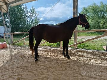 Pony