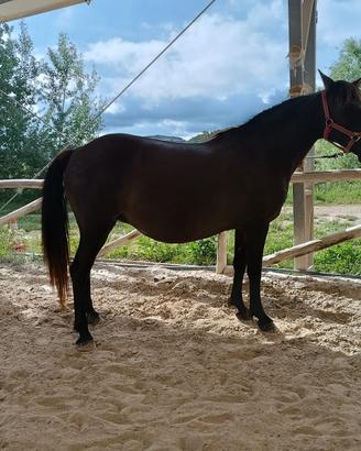 Pony