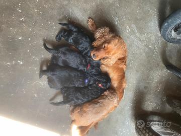 Coker Spaniel