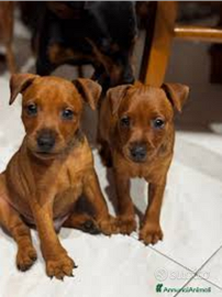 Pinscher