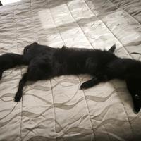 stola.completa volpe nera collo di pelliccia