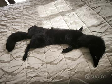 stola.completa volpe nera collo di pelliccia