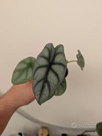 Alocasia silver dragon 