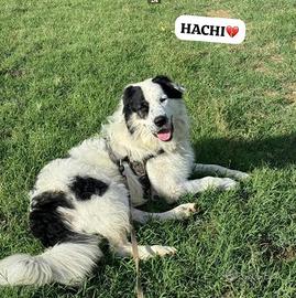 Cucciolo border collie mix pastore in adozione