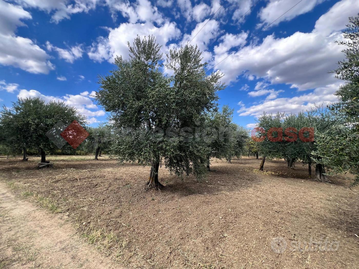 Terreno Agricolo Barile [Cod. rif 3269246VCG] - Vista 4