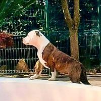 Cuccioli Amstaff