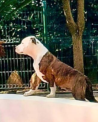 Cuccioli Amstaff