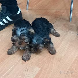 Cuccioli di yorkshire