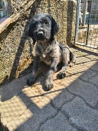 Cuccioli Drahthaar roano nero con pedigree