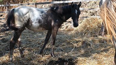 Appaloosa
