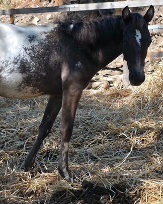 Appaloosa