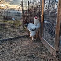 Gallo brahma bianco Columbia nero
