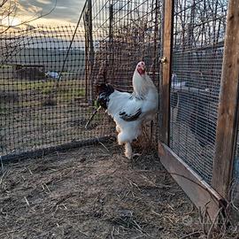 Gallo brahma bianco Columbia nero