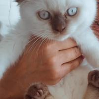 Scottish Fold BluePoint