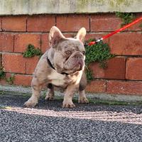 Stallone/Monta Isabella Merle Bulldog Francese