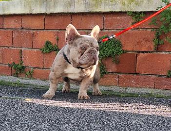 Stallone/Monta Isabella Merle Bulldog Francese