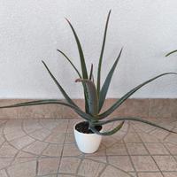 piante aloe vera 