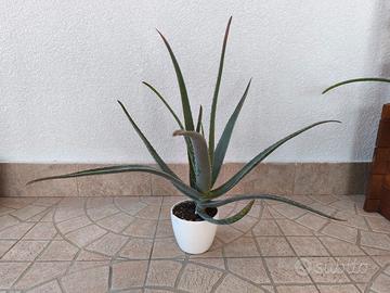 piante aloe vera 