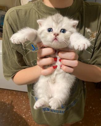 Gatti Scottish