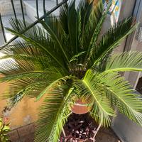 Cycas