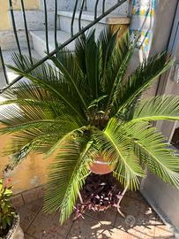 Cycas