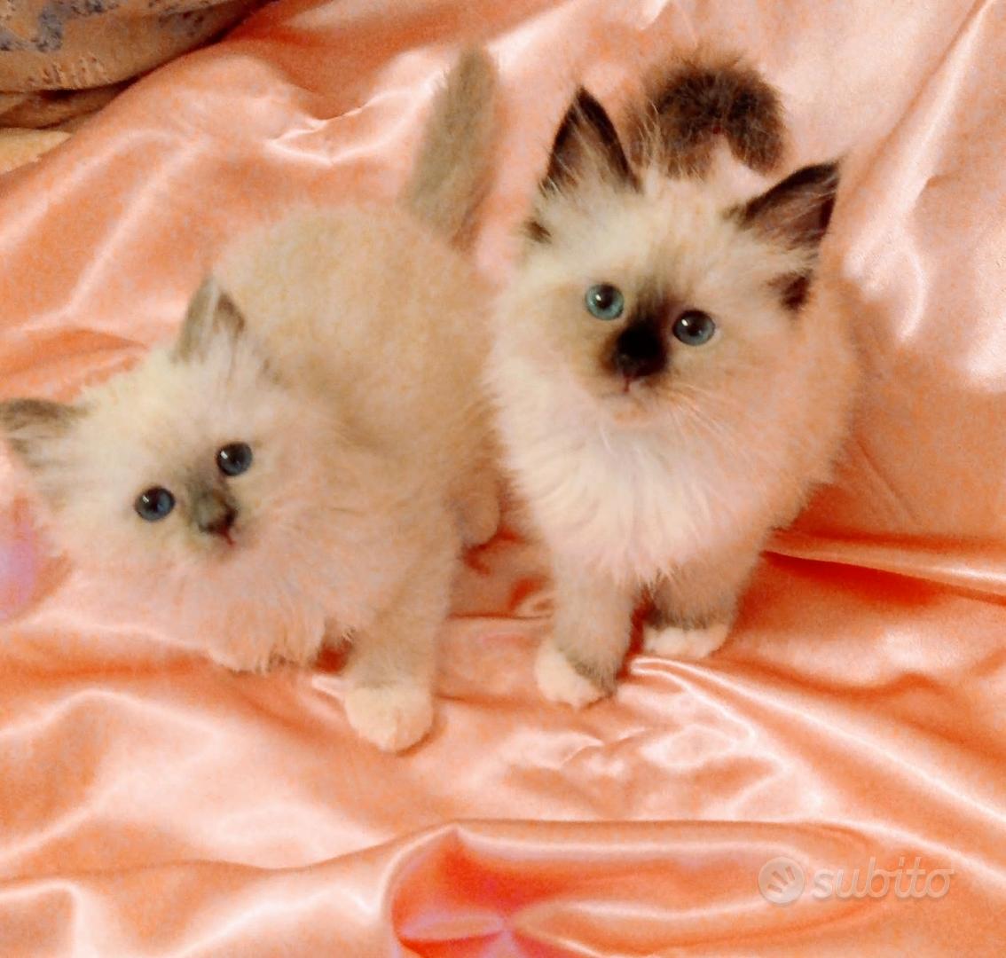 Cuccioli Sacro di Birmania