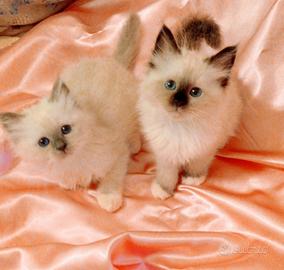 Cuccioli Sacro di Birmania