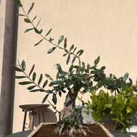 Bonsai Ulivo 60 anni