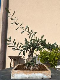 Bonsai Ulivo 60 anni