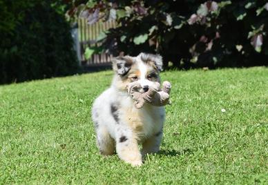 Australian Shepherd