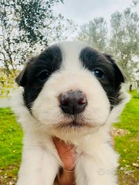 Ultime due cucciole femminucce Border collie